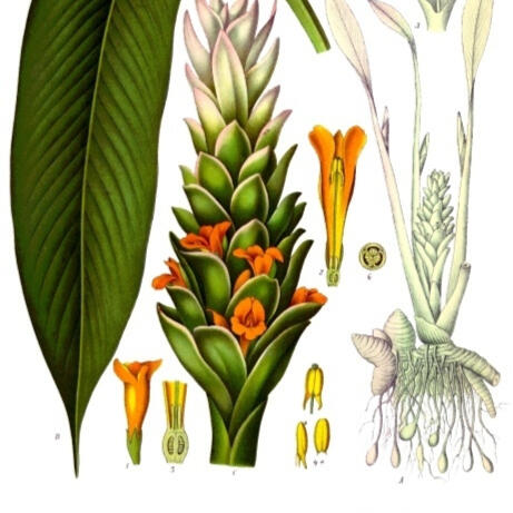 Curcuma Longa plant illustration