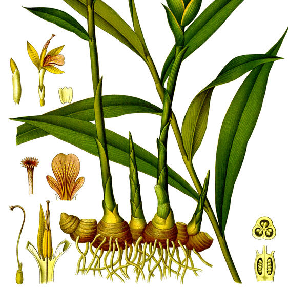 Zingiber Officinale Plant illustration